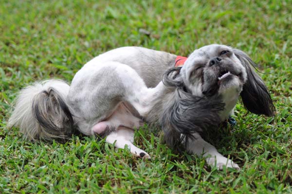 That Itch